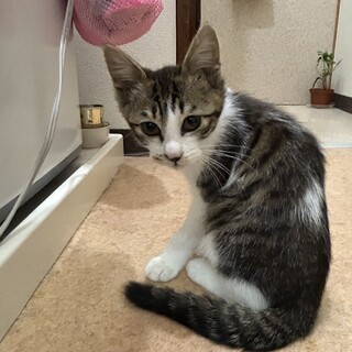 キジ白3ヶ月の男の子「⭐︎ベビちゃん⭐︎」