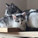 ❤️ハチワレ赤ちゃん６匹保護中