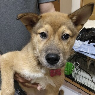 ミックス子犬♂