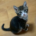 子猫らしく、ヤンチャでとても元気★コロネくん