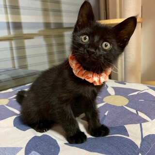 猫を初めて飼う方にもおすすめ★クロエくん