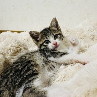 大人しく甘えん坊の女の子