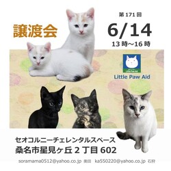 三重県桑名市6月14日(日)リトルパウエイド譲渡会