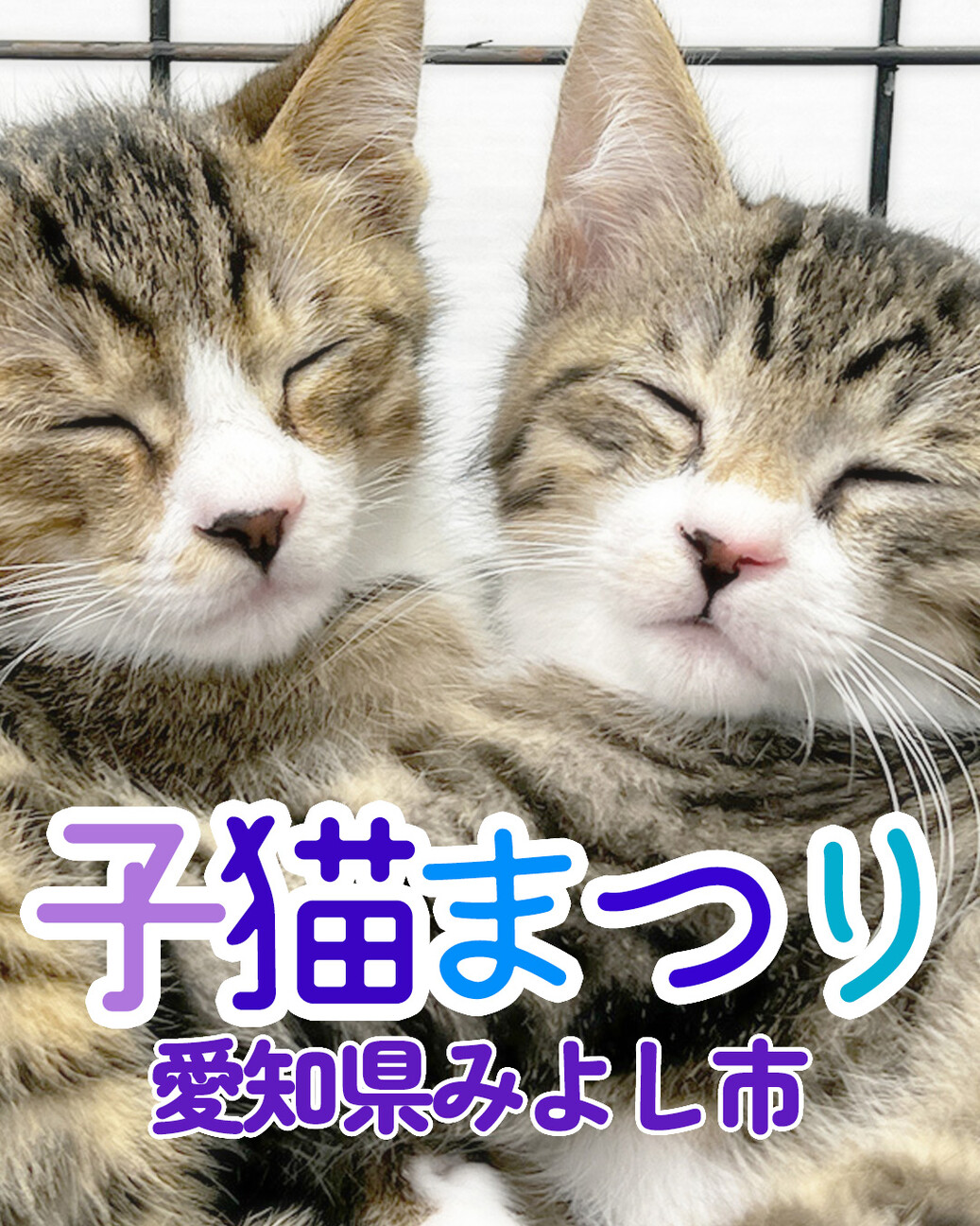 2026子猫まつり第1弾」（NPO法人 三好ネコの会のイベント #29234