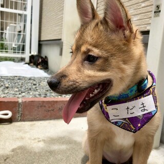 愛媛県出身野犬の仔犬【こだま君】
