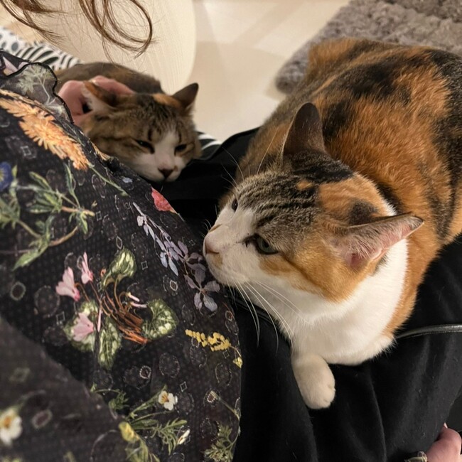 yuimooonのカバー写真