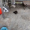 あんこちゃんあんどたみ