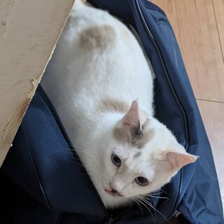 一時中断中