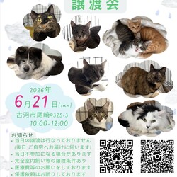 保護犬猫☺︎譲渡会 @古河市