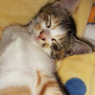 里親募集です！