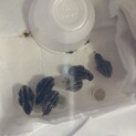 ウズラ雛９羽