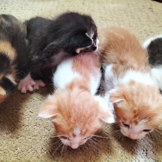 生後まもない子猫です  一旦締め切ります