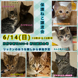 保護ねこ譲渡会in防府市新田