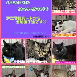 保護ねこ譲渡会in防府市新田 サムネイル2