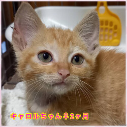保護ねこ譲渡会in防府市新田 サムネイル3