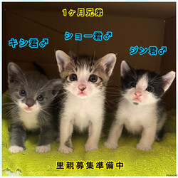 保護ねこ譲渡会in周南市 サムネイル1