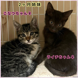 保護ねこ譲渡会in周南市 サムネイル2