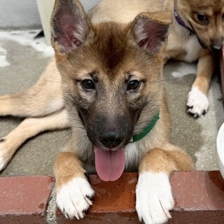 愛媛県出身野犬の仔犬【のぞみちゃん】