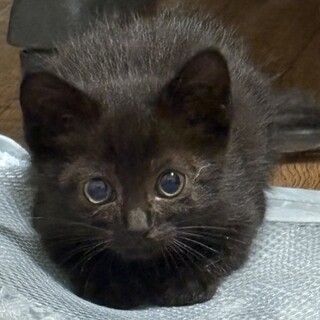 生後1か月黒猫の男の子????