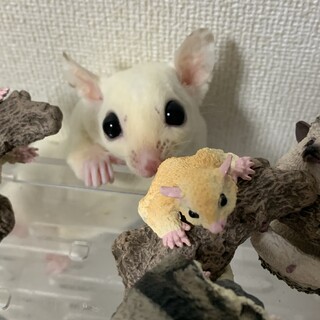 モモンガ（リューシ）里親募集