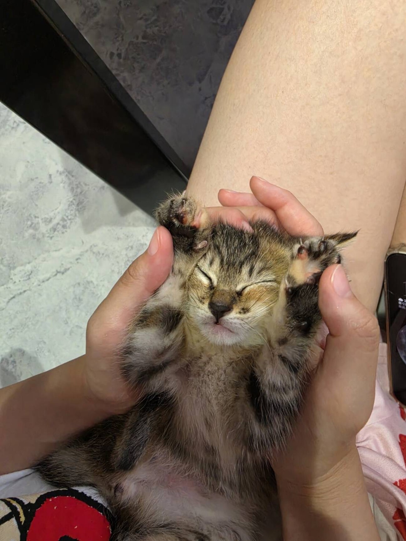 交渉中です！ゆっぴ／とに...」山口県 - 猫の里親募集(542035) 1枚目の 