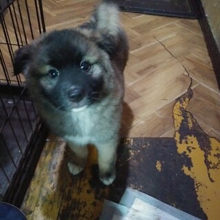 保健所救出犬！里親様緊急募集！！