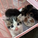 しっぽだんご3兄妹　「ご」くん