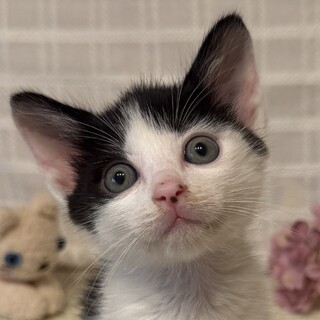 オシャレな前髪がチャームポイント♡愛菜♀1.5ヶ月
