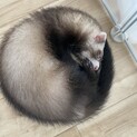 大切に育ててくださる方を募集しています。