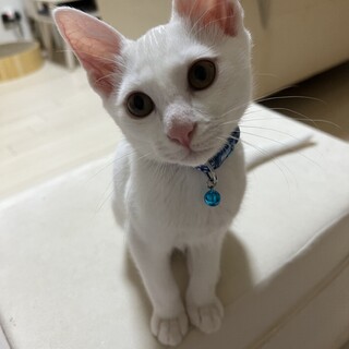 3ヶ月♡白猫あめくん