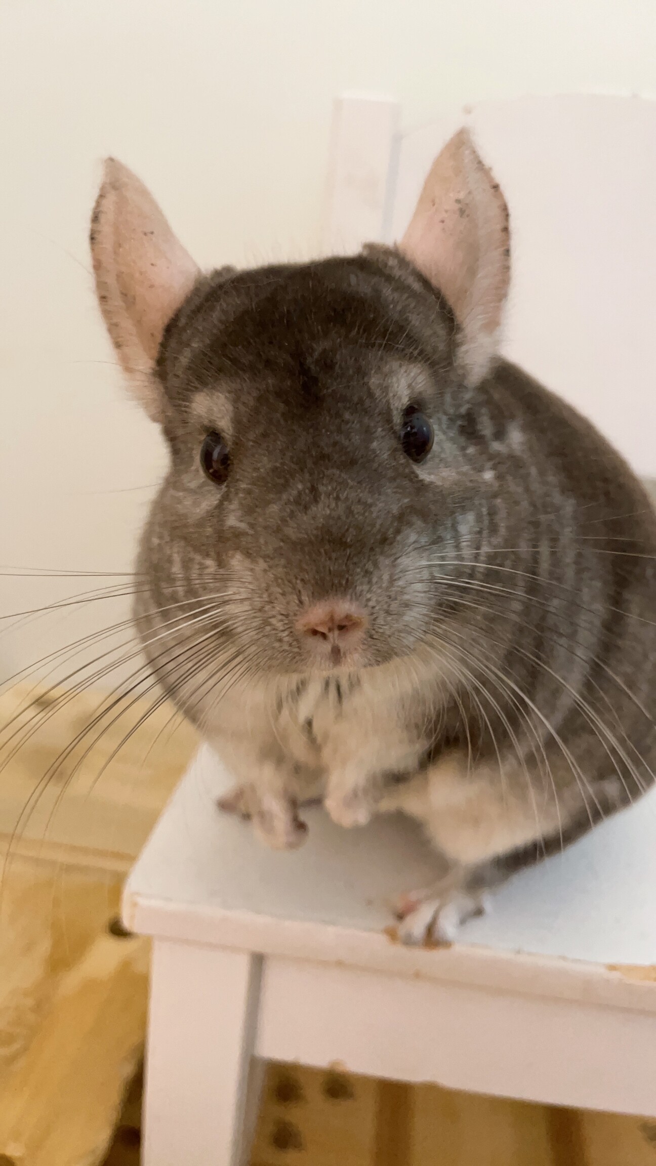 チンチラ（ブロンズ）男の」茨城県 - 小動物の里親募集(542057