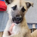 可愛い子犬の兄妹➁