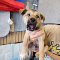 可愛い子犬の兄妹③