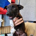 可愛い子犬の兄妹③