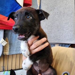 可愛い子犬の兄妹③