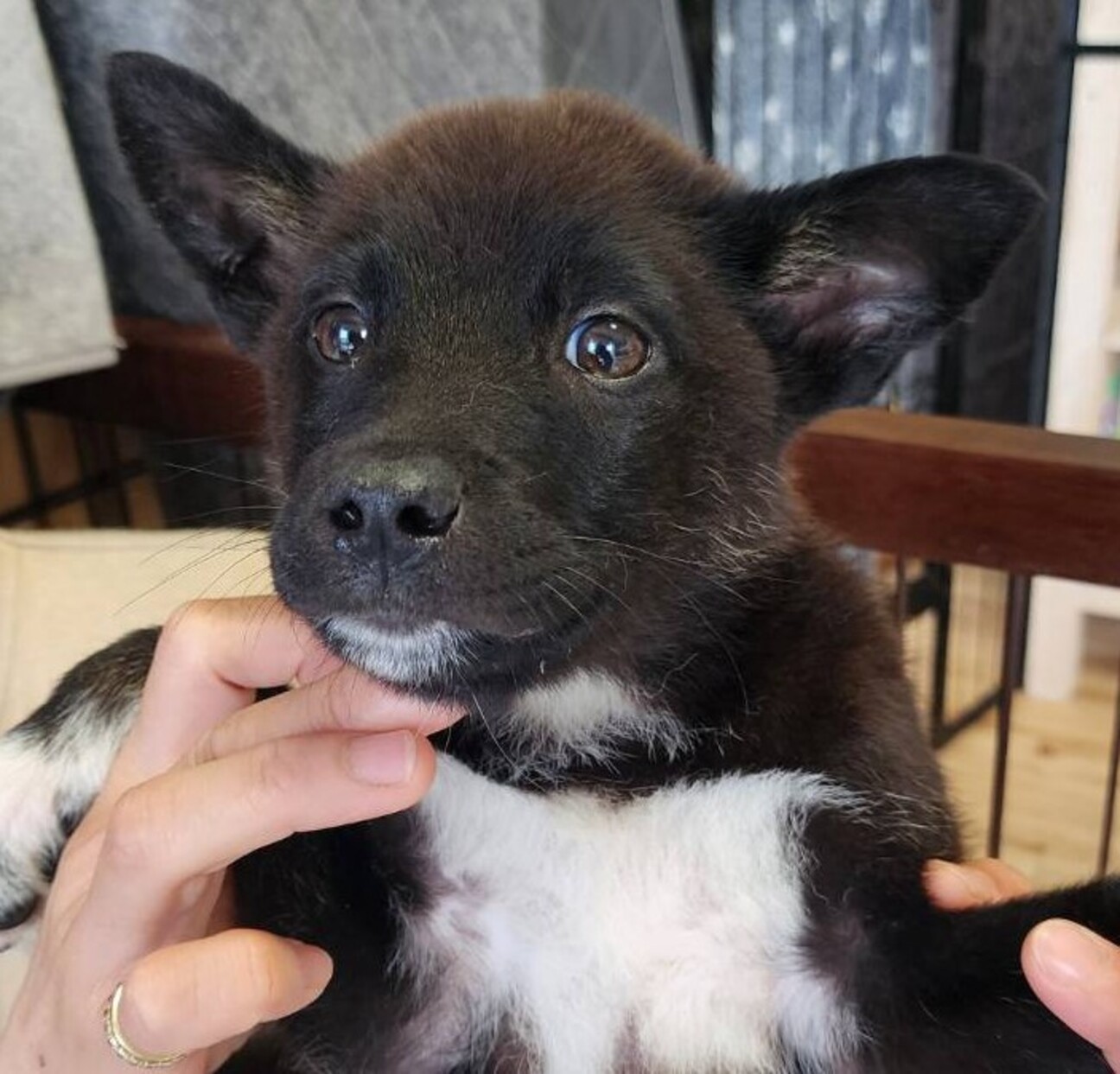 可愛い子犬の兄妹⑤ サムネイル1