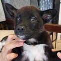 可愛い子犬の兄妹⑤