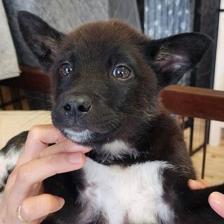 可愛い子犬の兄妹⑤