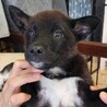 可愛い子犬の兄妹⑤ サムネイル1