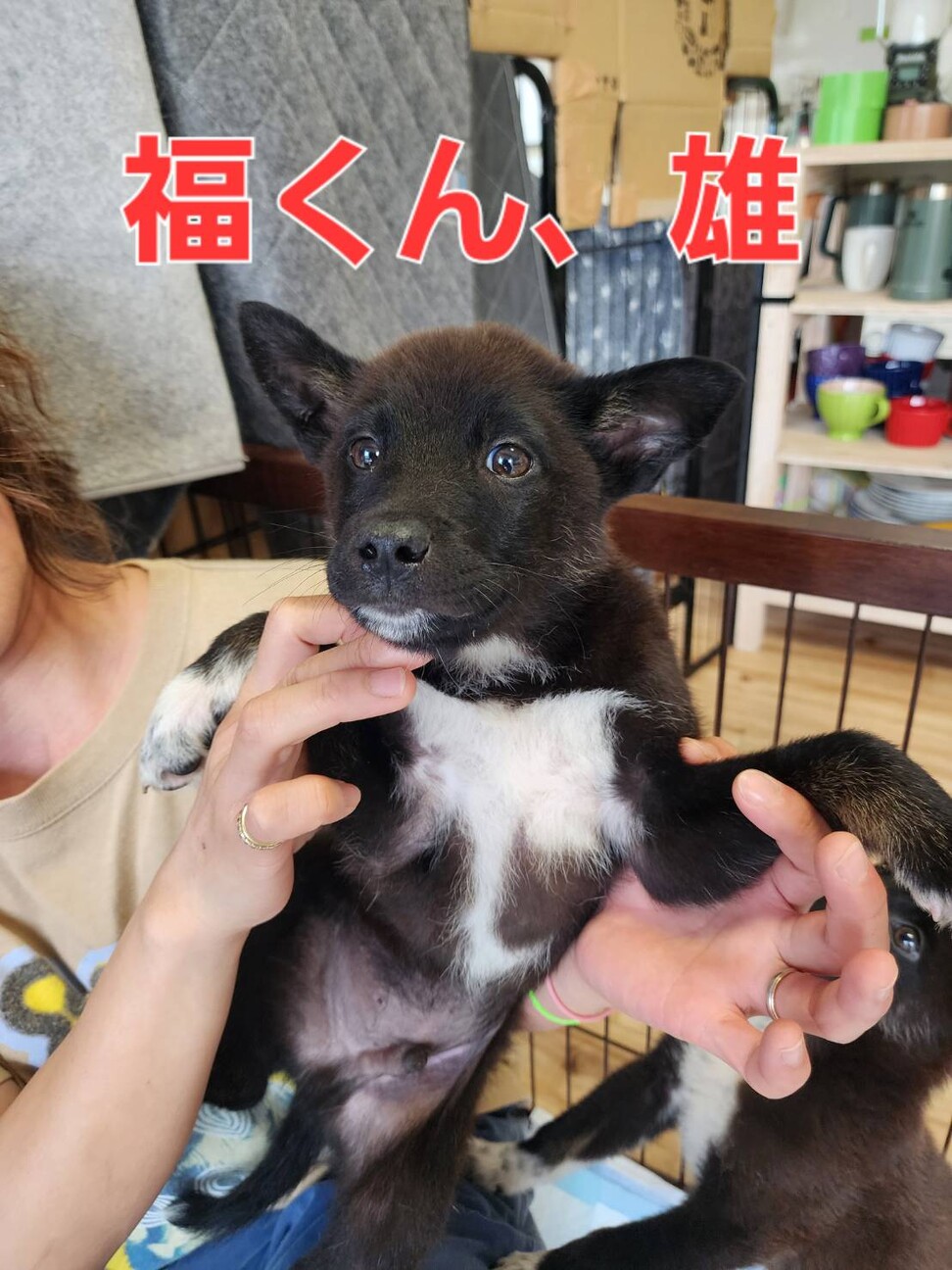可愛い子犬の兄妹⑤ サムネイル2