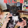 可愛い子犬の兄妹⑤ サムネイル2