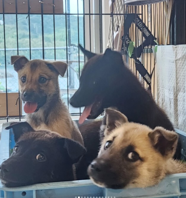 可愛い子犬の兄妹⑤ サムネイル3