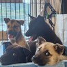 可愛い子犬の兄妹⑤ サムネイル3