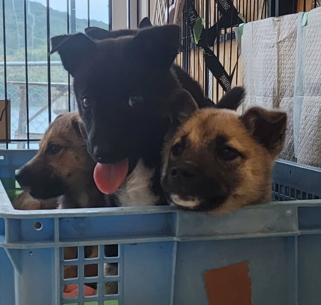 可愛い子犬の兄妹⑤ サムネイル4