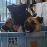 可愛い子犬の兄妹⑤ サムネイル4