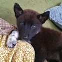 可愛い子犬の兄妹①