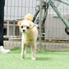 懐っこいMIX男の子 サムネイル4
