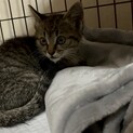 子猫のキジトラ女の子