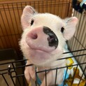 マイクロブタのガビくんです！