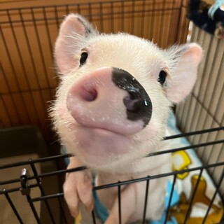 マイクロブタのガビくんです！